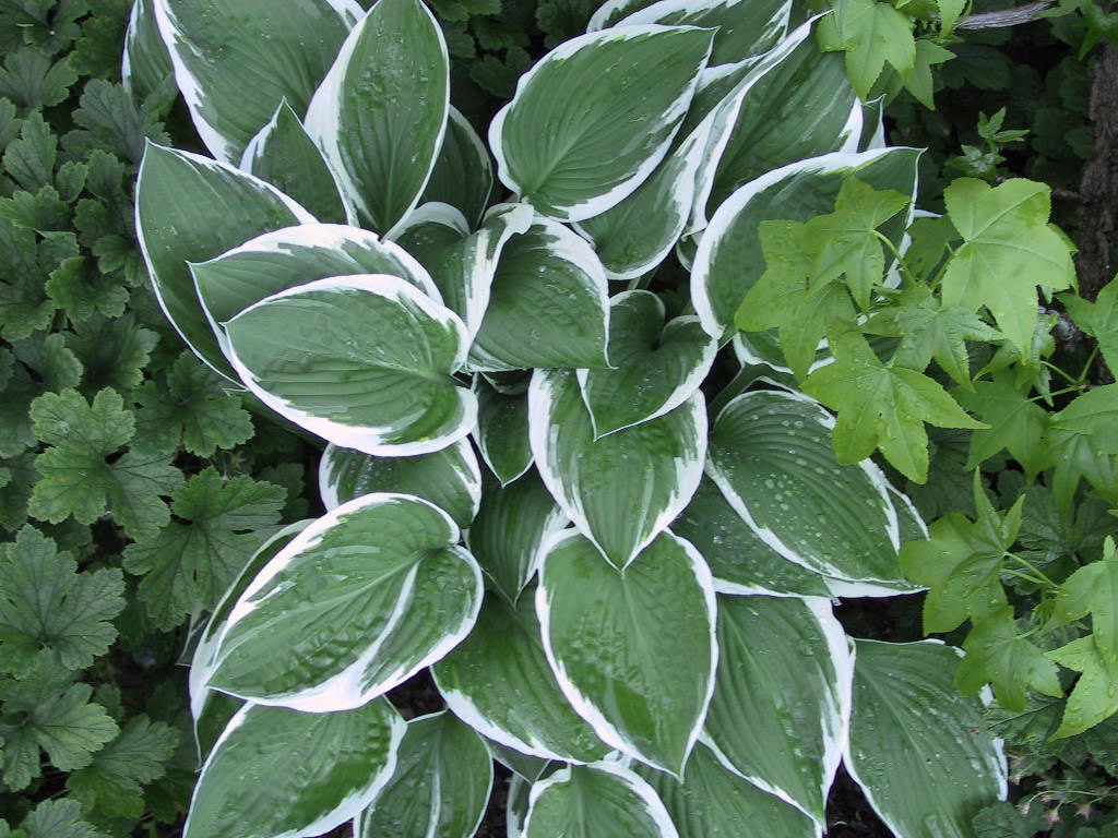 Hosta fortunei Francee 06.jpg
